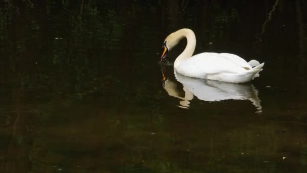 Cigno Che Galleggia Lentamente Sull Acqua Scura Del Fiume Infilando — Video Stock