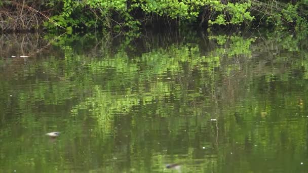 Σμήνη Χελιδόνια Πετούν Γρήγορα Πάνω Από Ένα Ποτάμι Καλοκαίρι Αργή — Αρχείο Βίντεο