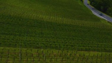 İlkbaharda güneşli bir günde Almanya 'nın Heilbronn kentindeki üzüm bağlarının hava manzarası