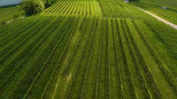 Aerial View Vineyards Fields Bnnigheim Germany — 비디오
