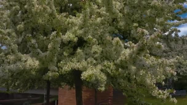 Primer Plano Las Ramas Los Cerezos Florecientes Durante Primavera Ciudad — Vídeos de Stock