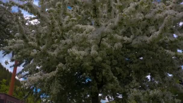 Närbild Grenar Blommande Körsbärsträd Våren Staden Calw Tyskland — Stockvideo