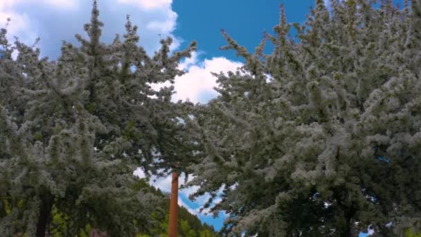 Close Ramos Uma Cerejeira Florescente Durante Primavera Cidade Calw Alemanha — Vídeo de Stock