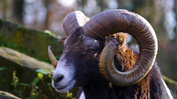 Primo Piano Della Testa Montone Muflone Nella Giornata Sole Autunno — Video Stock