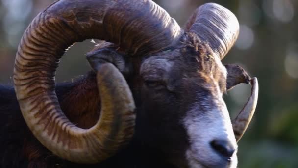 Dekat Kepala Seekor Mouflon Ram Pada Hari Yang Cerah Musim — Stok Video