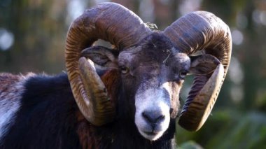 Sonbaharda güneşli bir sonbahar gününde bir Mouflon koçunun kafasını kapat..