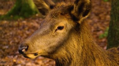 Sonbaharda güneşli bir sonbahar günü ormanda dişi bir geyiğin kafasını yakın..