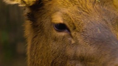 Sonbaharda güneşli bir sonbahar günü ormanda dişi bir geyiğin kafasını yakın..