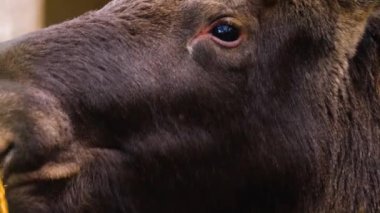 Geyik kafasının kapanışı Sonbaharda güneşli bir günde