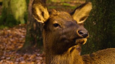 Sonbaharda güneşli bir sonbahar günü ormanda dişi bir geyiğin kafasını yakın..