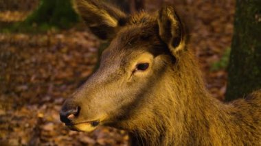 Sonbaharda güneşli bir sonbahar günü ormanda dişi bir geyiğin kafasını yakın..
