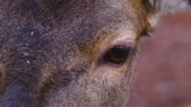 Sonbaharın güneşli bir gününde ormanda dikilen dişilerin yakınına.