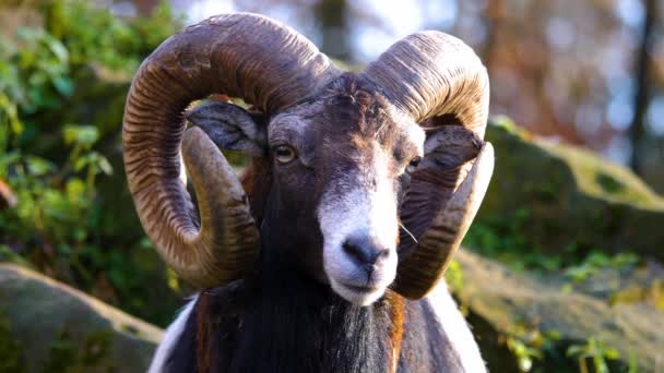 Sluiten Van Het Hoofd Van Een Moeflon Ram Zonnige Dag — Stockvideo