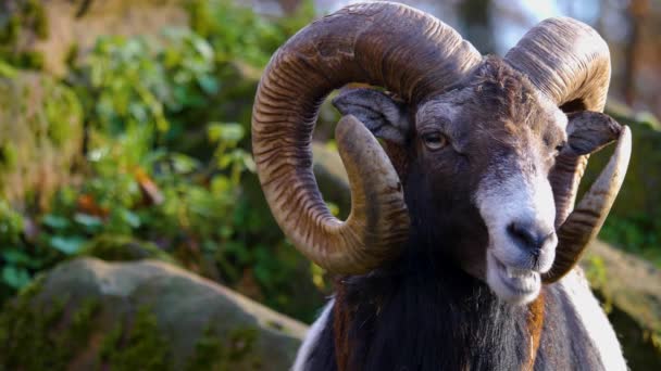 Dekat Kepala Seekor Mouflon Ram Pada Hari Yang Cerah Musim — Stok Video