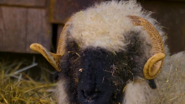 Close Van Een Zwarte Neus Schapen Hebben Herfst — Stockvideo