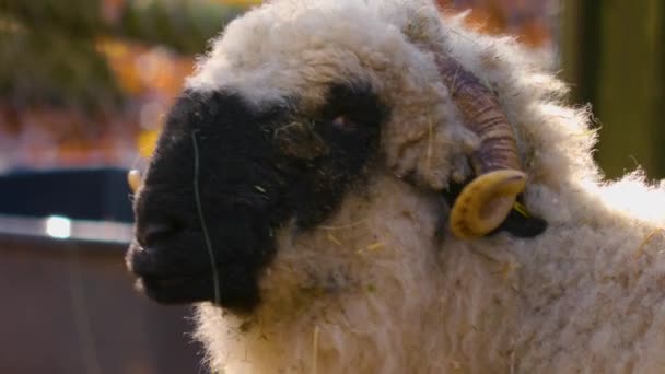 Close Van Een Zwarte Neus Schapen Hebben Herfst — Stockvideo