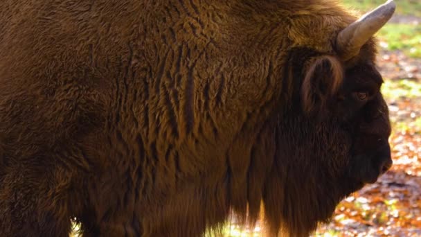 Närbild Europeisk Bisonoxe Solig Dag Hösten — Stockvideo