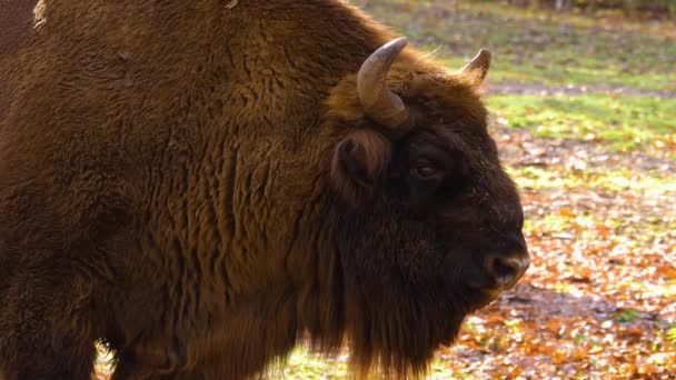 Close Bisonte Europeu Dia Ensolarado Outono — Vídeo de Stock
