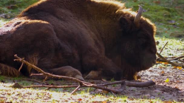 Primer Plano Del Bisonte Europeo Día Soleado Otoño — Vídeos de Stock