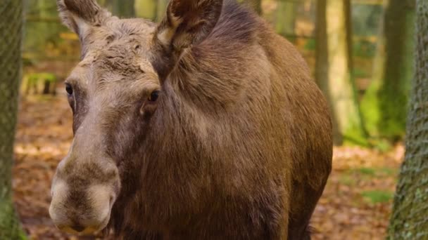 Blisko Głowy Łosia Słoneczny Dzień Jesienią — Wideo stockowe