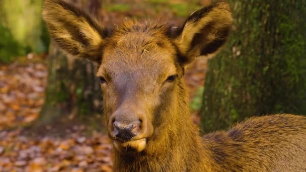 秋日阳光明媚的时候 在森林里紧紧地抱住了母麋鹿的头 — 图库视频影像