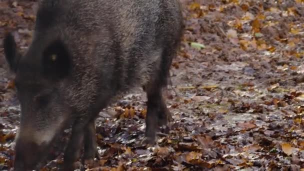 Testa Cinghiale Nel Bosco Alla Ricerca Guardarsi Intorno Autunno — Video Stock