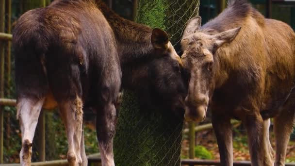 Nahaufnahme Von Zwei Elchen Einem Sonnigen Herbsttag — Stockvideo