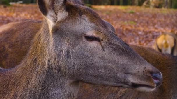 Close Females Red Deer Standing Woods Sunny Day Autumn — Stock Video