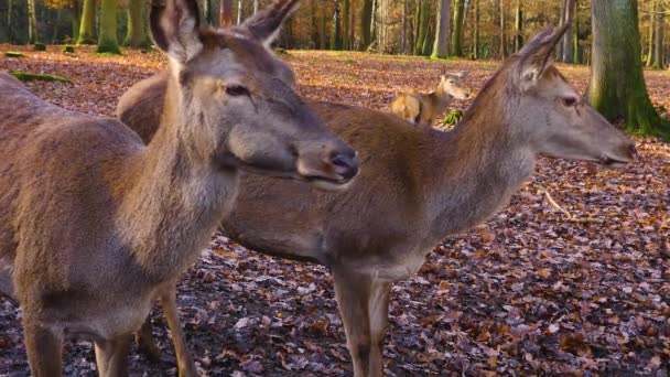 Primo Piano Delle Femmine Cervo Rosso Piedi Nel Bosco Nella — Video Stock