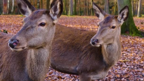 Close Van Vrouwtjes Rood Hert Staan Het Bos Zonnige Dasein — Stockvideo