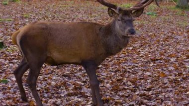 Sonbaharda kızıl geyik geyiğine yaklaş ve yeri ara.
