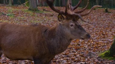 Sonbaharda kızıl geyik geyiğine yaklaş ve yeri ara.