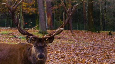 Sonbaharda kızıl geyik geyiğine yaklaş ve yeri ara.