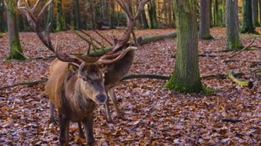 Sonbaharda kızıl geyik geyiğine yaklaş ve yeri ara.