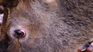 Sonbaharda kızıl geyik geyiğine yaklaş ve yeri ara.