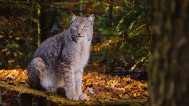 Luchs sonbaharda güneşli bir günde ormanda yerde oturuyor..
