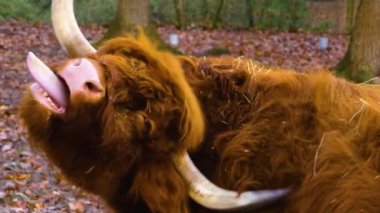 İskoç boğası boynuzuyla kendini kaşıyor ve komik görünüyor.