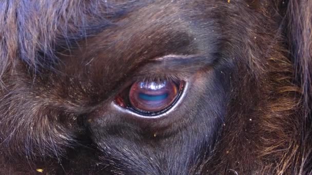 Close European Bison Eye Sunny Day Autumn — Stock Video