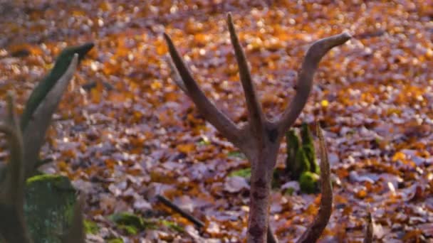 Gros Plan Cerf Rouge Automne Fouillant Sol — Video