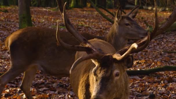秋天里小红鹿的近身搜索地面 — 图库视频影像