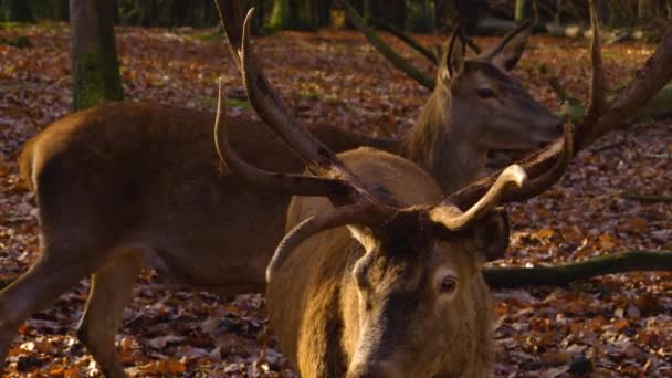 Close Van Rode Herten Bok Herfst Zoek Naar Grond — Stockvideo