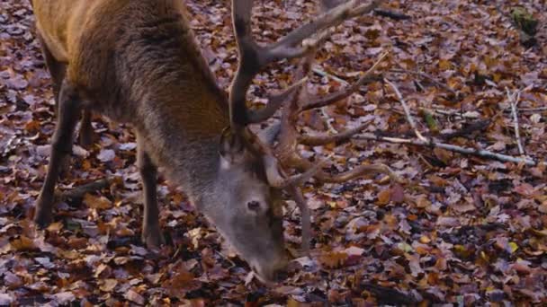 Primer Plano Del Ciervo Rojo Otoño Buscando Suelo — Vídeos de Stock