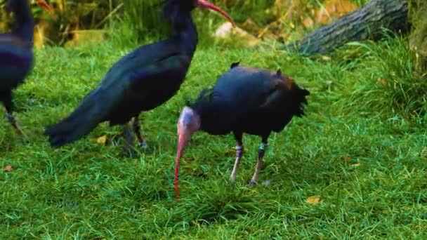 Närbild Ibis Fågel Gräs Och Söka Efter Mat — Stockvideo