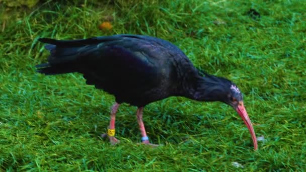 Primer Plano Del Pájaro Ibis Caminando Hierba Buscando Comida — Vídeo de stock