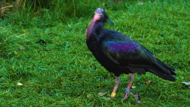 Närbild Ibis Fågel Gräs Och Söka Efter Mat — Stockvideo