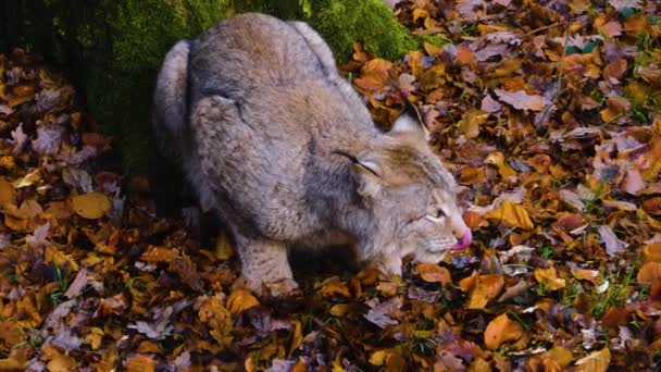 Lynx Sentado Suelo Bosque Día Soleado Otoño — Vídeos de Stock