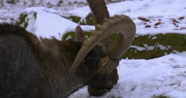 Bir dağ keçisinin yakınında, kışın ormanda karlı bir oğlak..