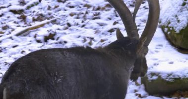 Bir dağ keçisinin yakınında, kışın ormanda karlı bir oğlak..