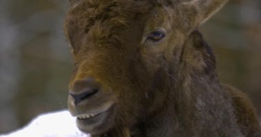 Bir dağ keçisinin yakınında, kışın ormanda karlı bir oğlak..