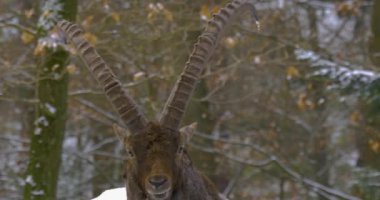 Bir dağ keçisinin yakınında, kışın ormanda karlı bir oğlak..